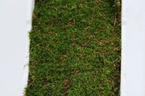 Grøn mos i styroporkasse, 4 lag 0,4 m²